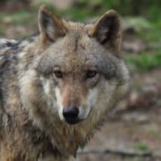 Leuscheider Rudel hat Wolfsnachwuchs