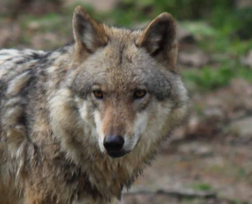 Leuscheider Rudel hat Wolfsnachwuchs