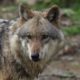 Leuscheider Rudel hat Wolfsnachwuchs
