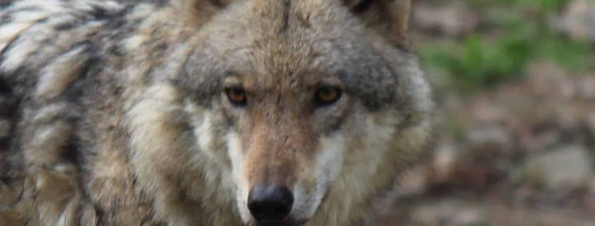 Leuscheider Rudel hat Wolfsnachwuchs