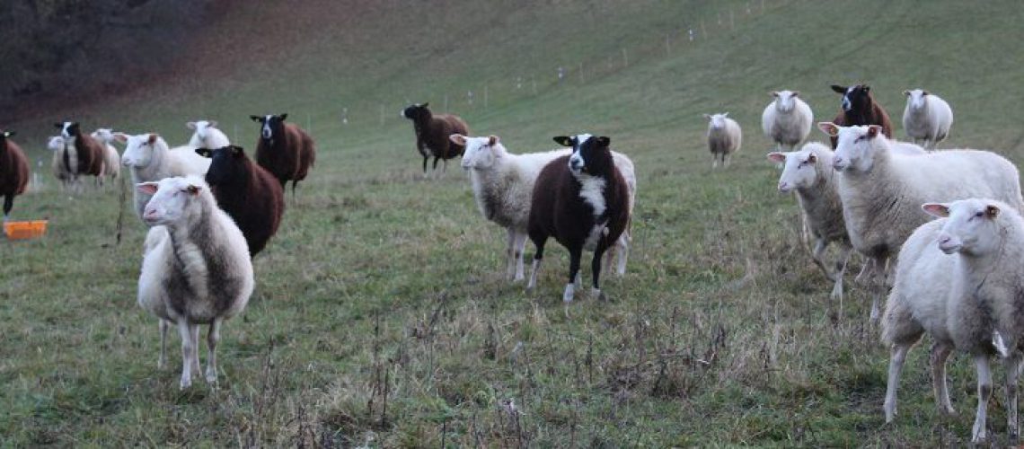 Die Schafe sollten mit einem speziellen Zaun gesichert sein. (Foto: Inga Sprünken)
