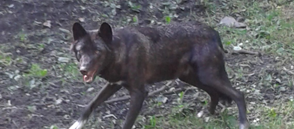 Ein TImberwolf im Gehege in Kasselburg. (Foto: Inga Sprünken)
